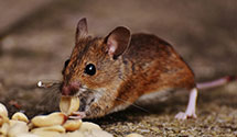 24 Hour & Emergency Exterminators in Barnesville, NC